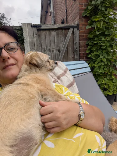 Gallery Image {{count}}