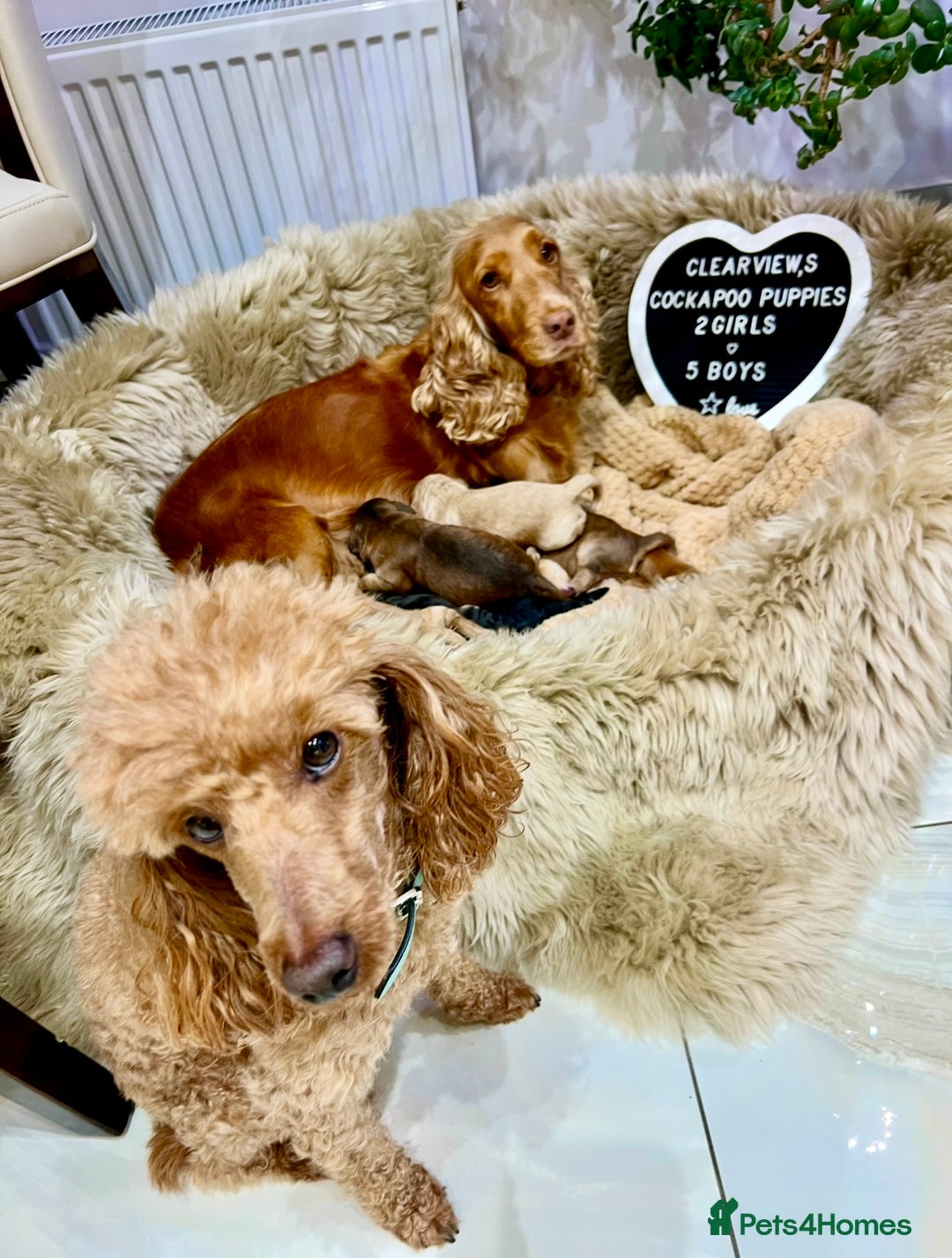 Cockapoo dogs for sale: ♥️Fabulous Toy Cockapoo Puppies Kc Reg Parents - Advert 2