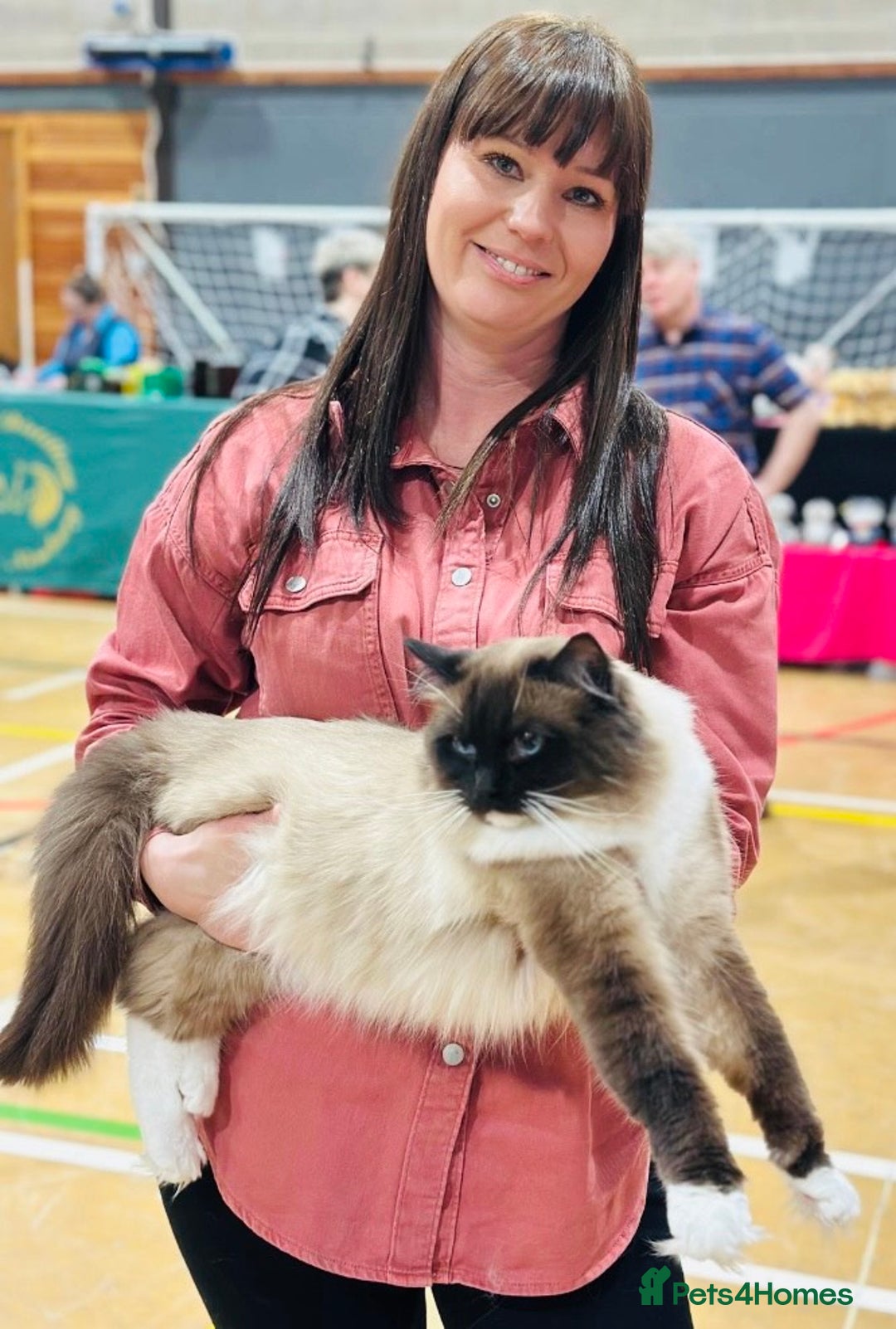 Ragdoll cats for sale: International Champion Pet Boy - Image 4