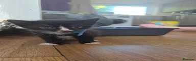 Mixed Breed Kitten 1