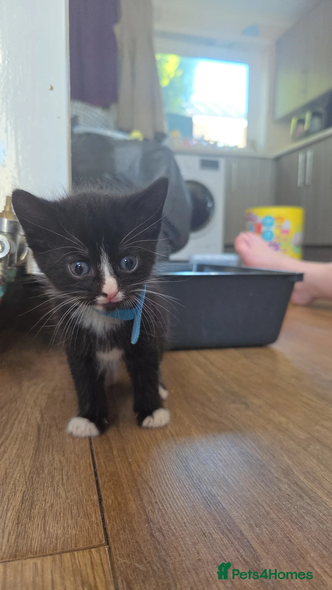 Mixed Breed cats for sale: 5 beautiful black and white kittens - Advert 2