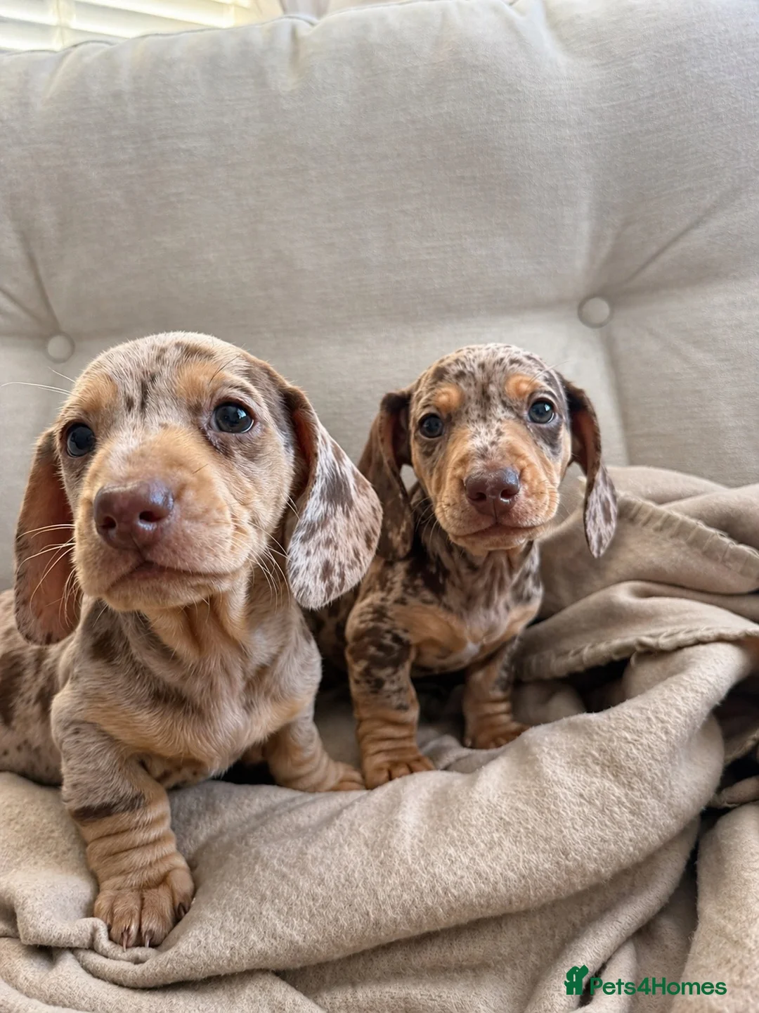 Miniature Dachshund dogs for sale: 2 miniature Male dachshunds  in Whitby - Advert 9