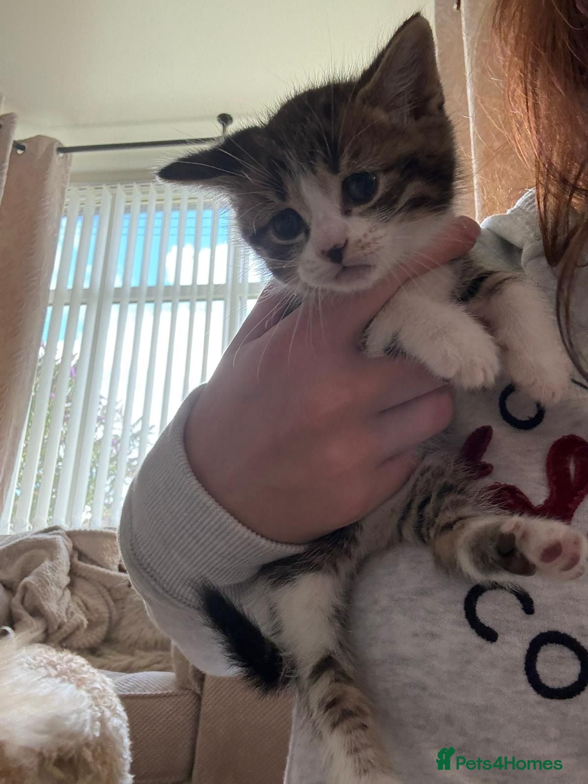 Mixed Breed cats British blue x Bengal kittens - Advert 18