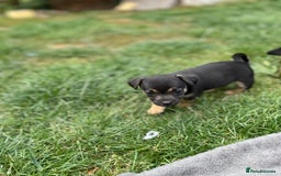 Mixed Breed dogs for sale: Jack Russell Black and Tan terrier puppies  - Image 9