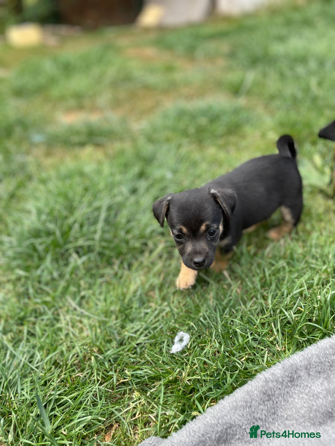 Mixed Breed dogs for sale: Jack Russell Black and Tan terrier puppies  - Image 9
