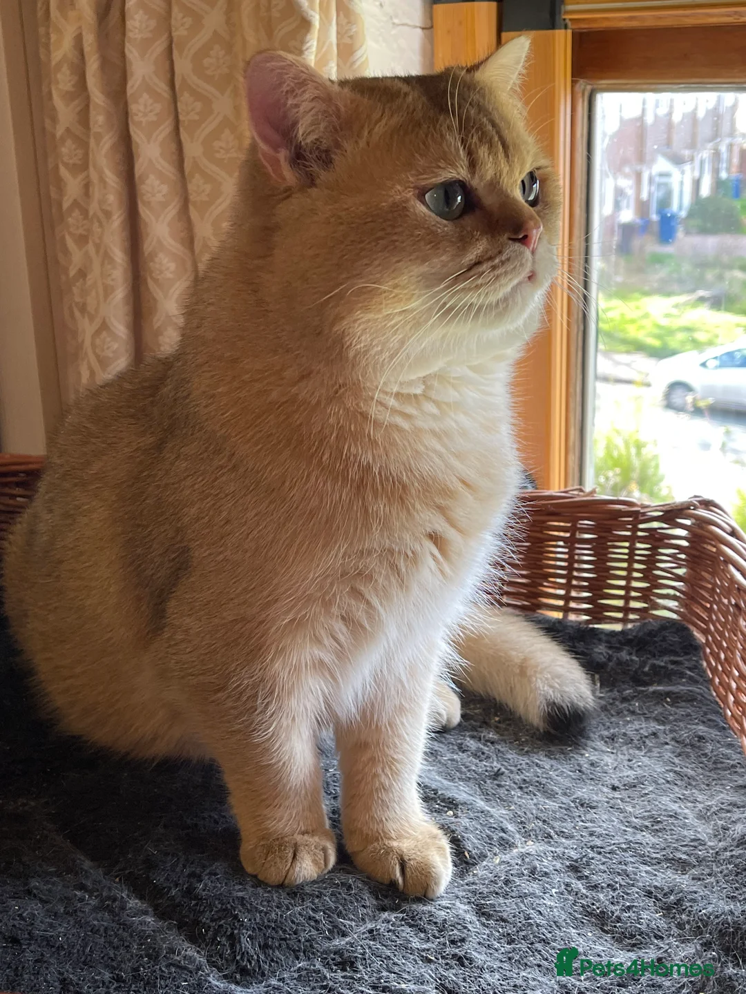 British Shorthair cats for sale: Young Neutered Pedigree Adults - Advert 3