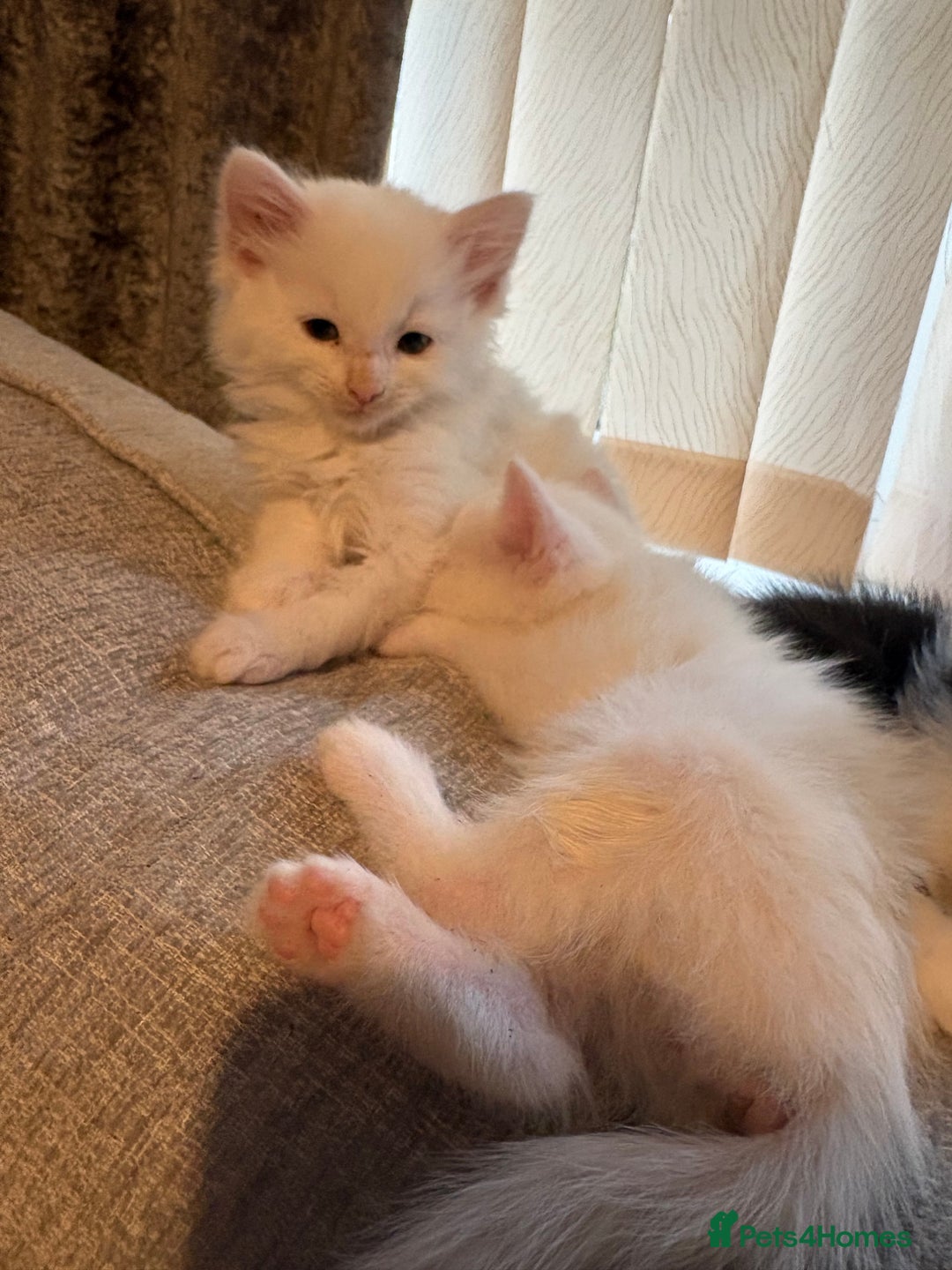 Mixed Breed cats for sale: 4 babies available 2 male 2 female  - Image 5