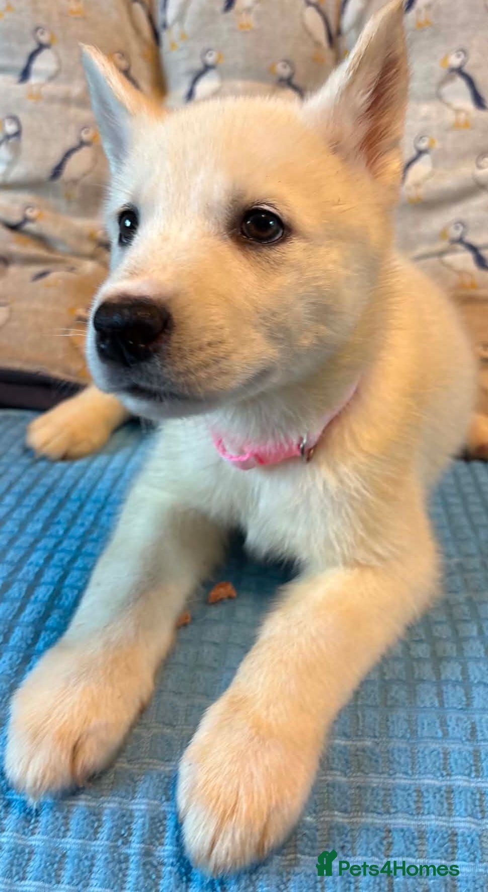 Siberian Husky dogs White Girl Husky ready to find her forever home - Advert 18