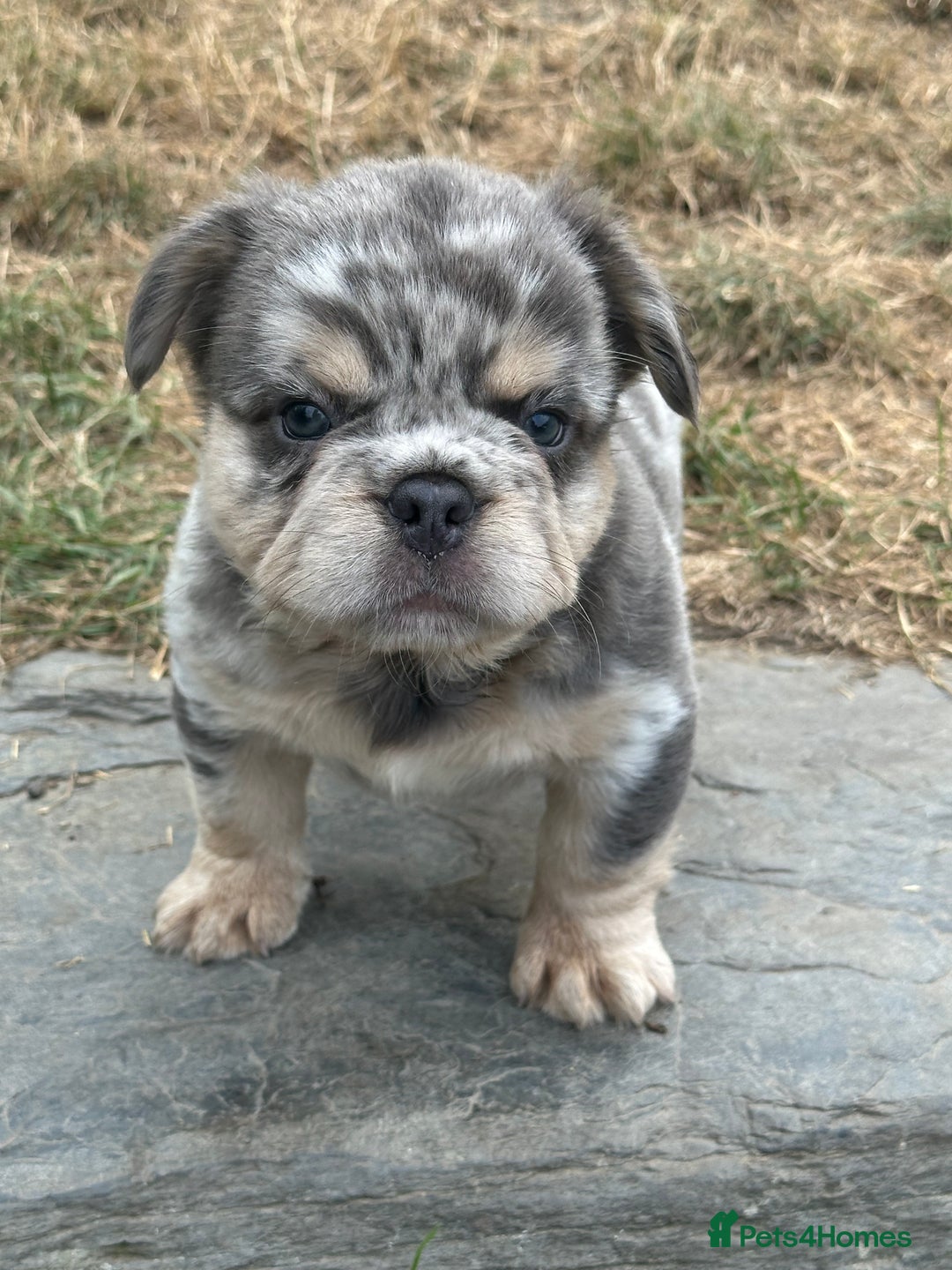 French Bulldog dogs for sale: 7 fluffy French Bulldogs puppies - Image 14