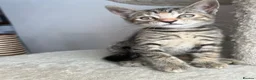 Mixed Breed cats for sale: Beautiful kittens need loving homes 🩷 in London - Advert 2