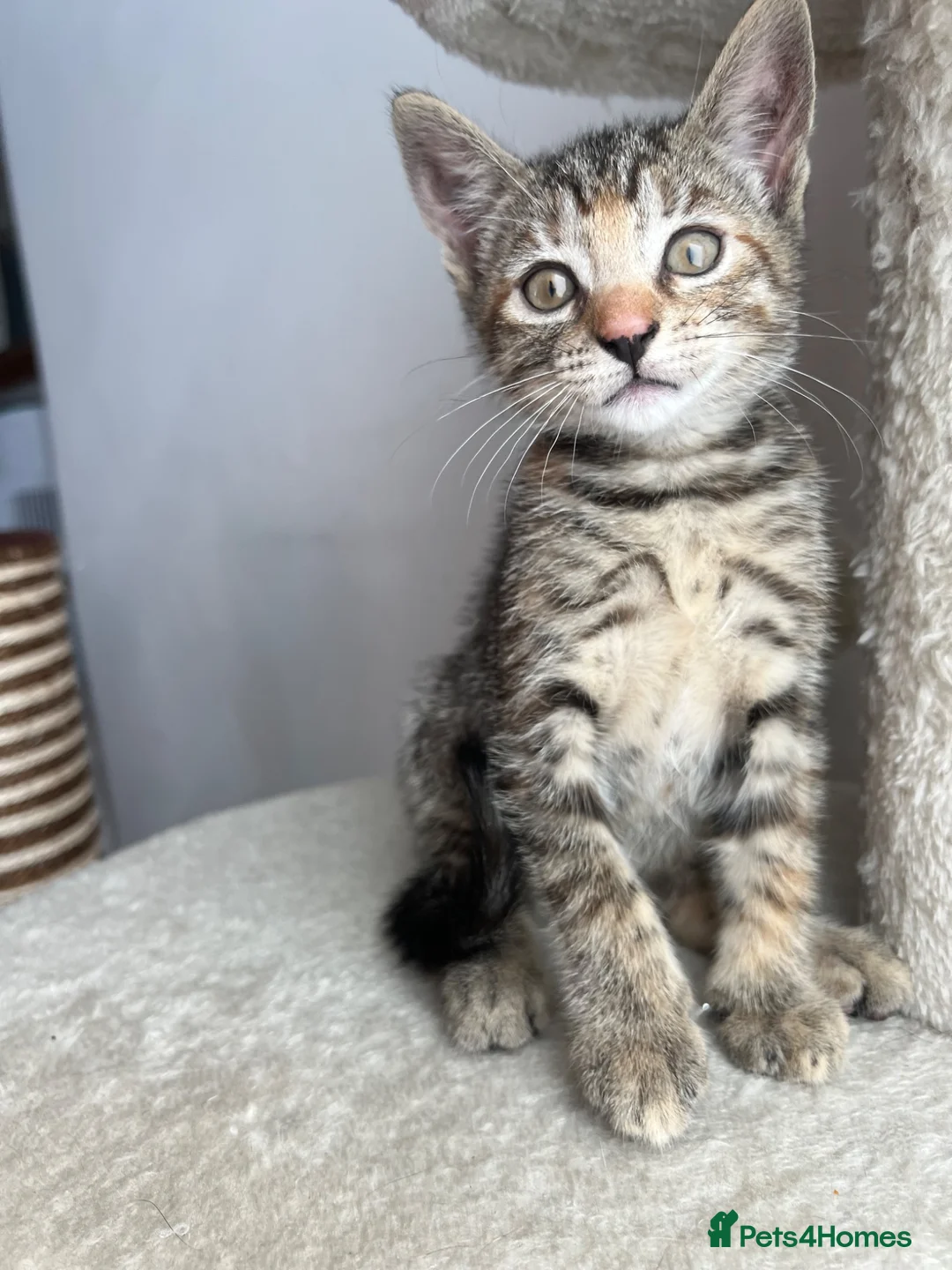 Mixed Breed cats for sale: Beautiful kittens need loving homes 🩷 in London - Advert 2