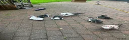 Ducks poultry for sale: Muscovy ducklings. - Advert 5