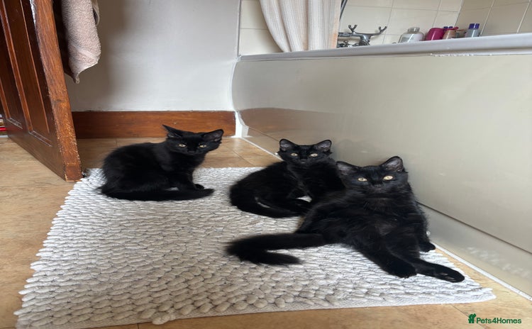 Mixed Breed cats - Advert 5