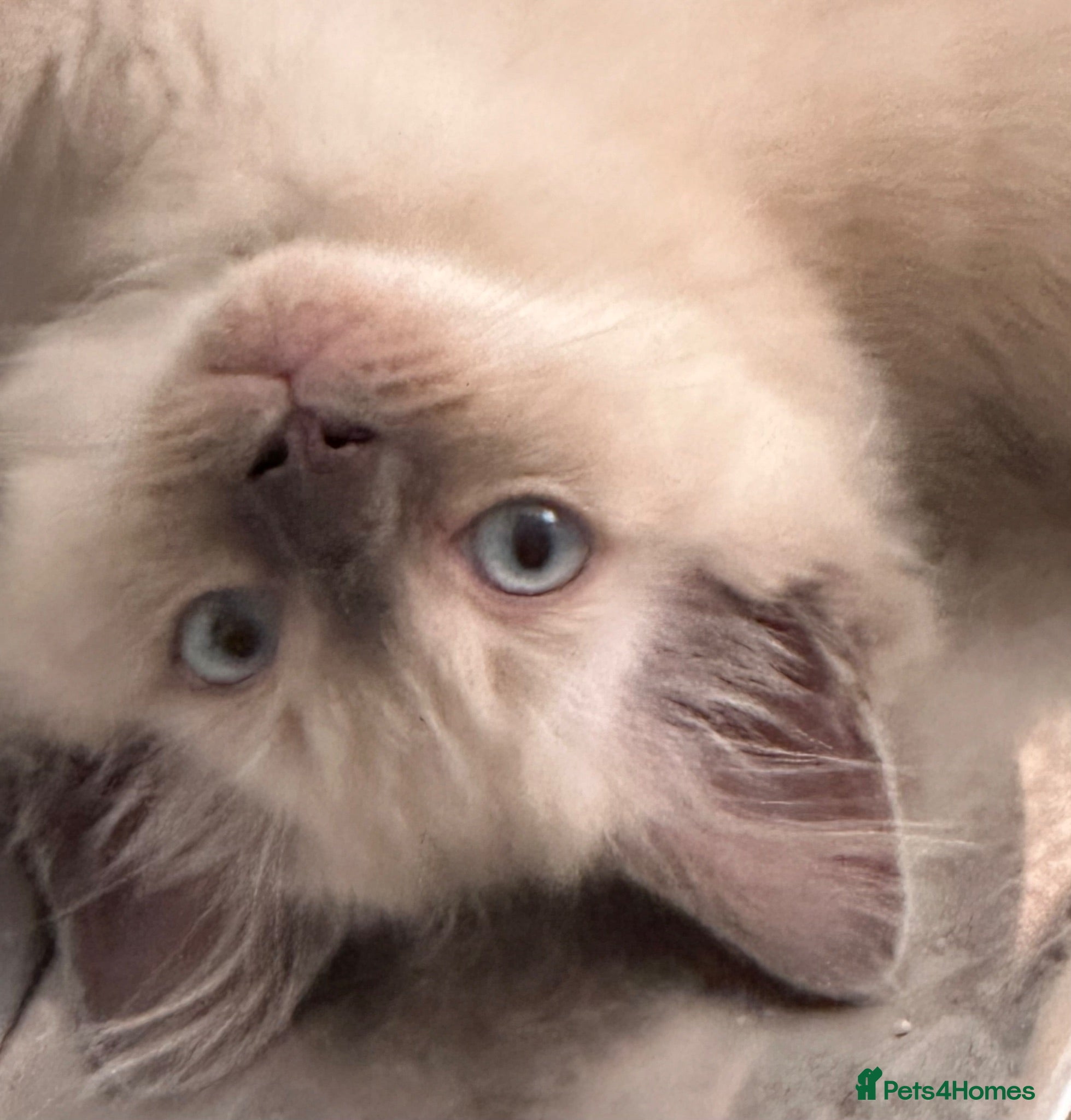 Ragdoll cats Blue Point & Choc Point Pure Bicolour Ragdolls - Advert 14