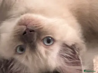 Ragdoll cats Blue Point & Choc Point Pure Bicolour Ragdolls - Advert 14