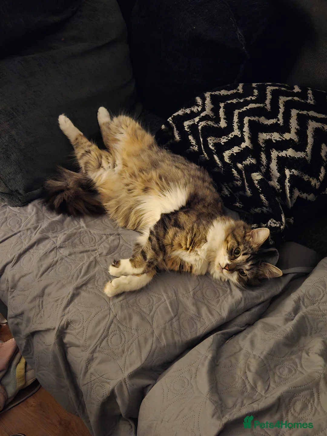 Mixed Breed cats for sale: 4 beautiful kittens 2 males & 2 females  - Advert 3