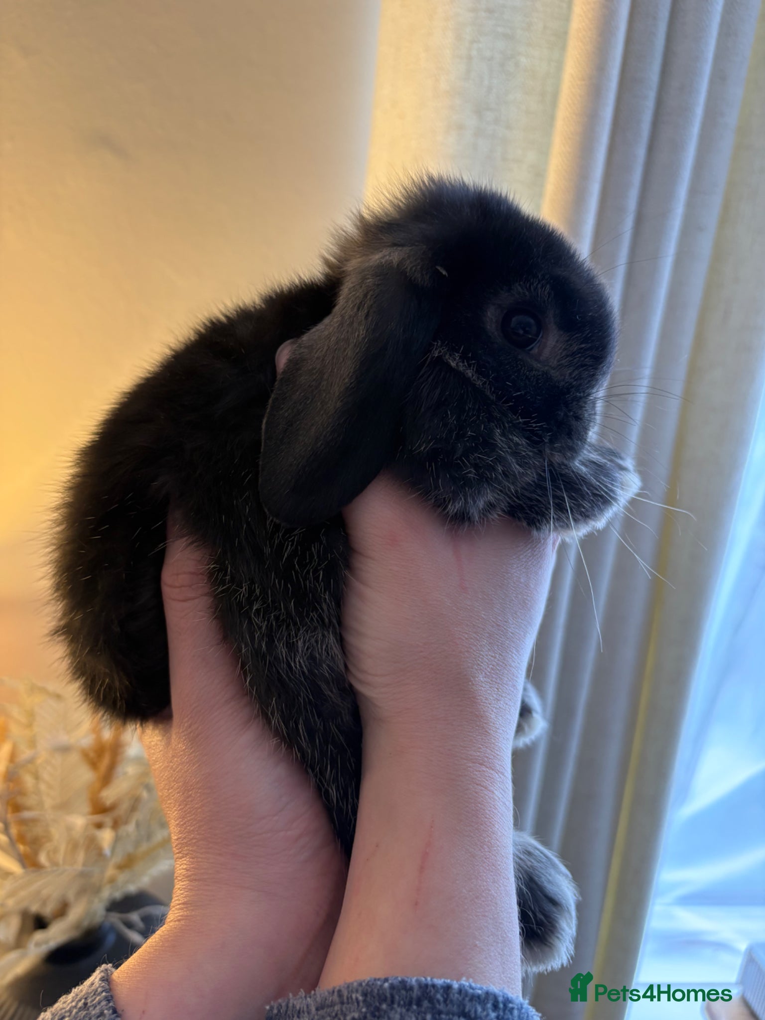 Mini Lop rabbits Beautiful Mini Lop Bunnies - last 2 left  - Advert 2