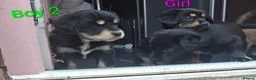 Mixed Breed dogs for sale: Cockerpom puppys 🐶 - Advert 8