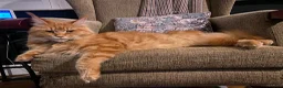 Maine Coon cats for sale: 2 Maine Coon Cats Seeking a Loving New Home - Advert 15