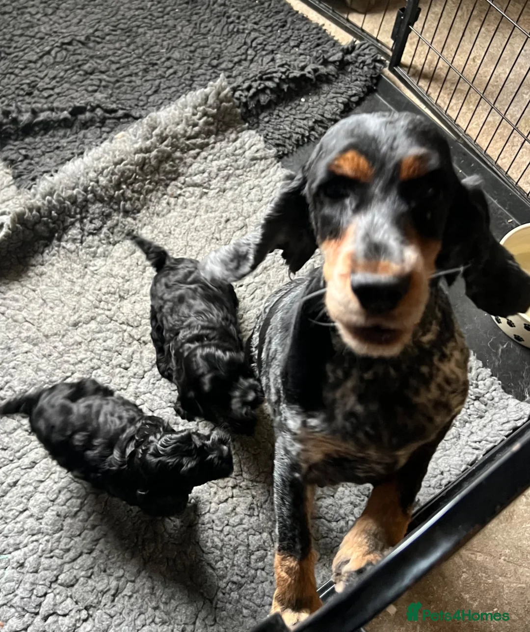 Cockapoo dogs for sale: Cockapoo puppies from health clear parents  - Advert 2