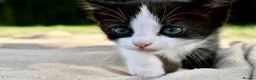 Ragdoll cats for sale: THE MOST BEAUTIFUL KITTENS  - Advert 8