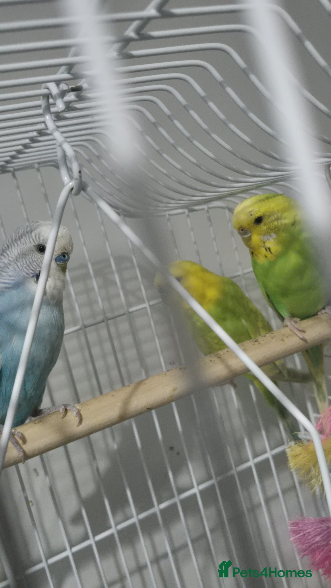 Budgerigars birds 3 budgies (2 girls 1 boy) - Advert 1