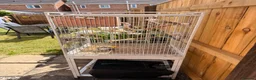 Ringnecks birds for sale: Male and female Indian ring neck in Stockton-on-Tees - Advert 3