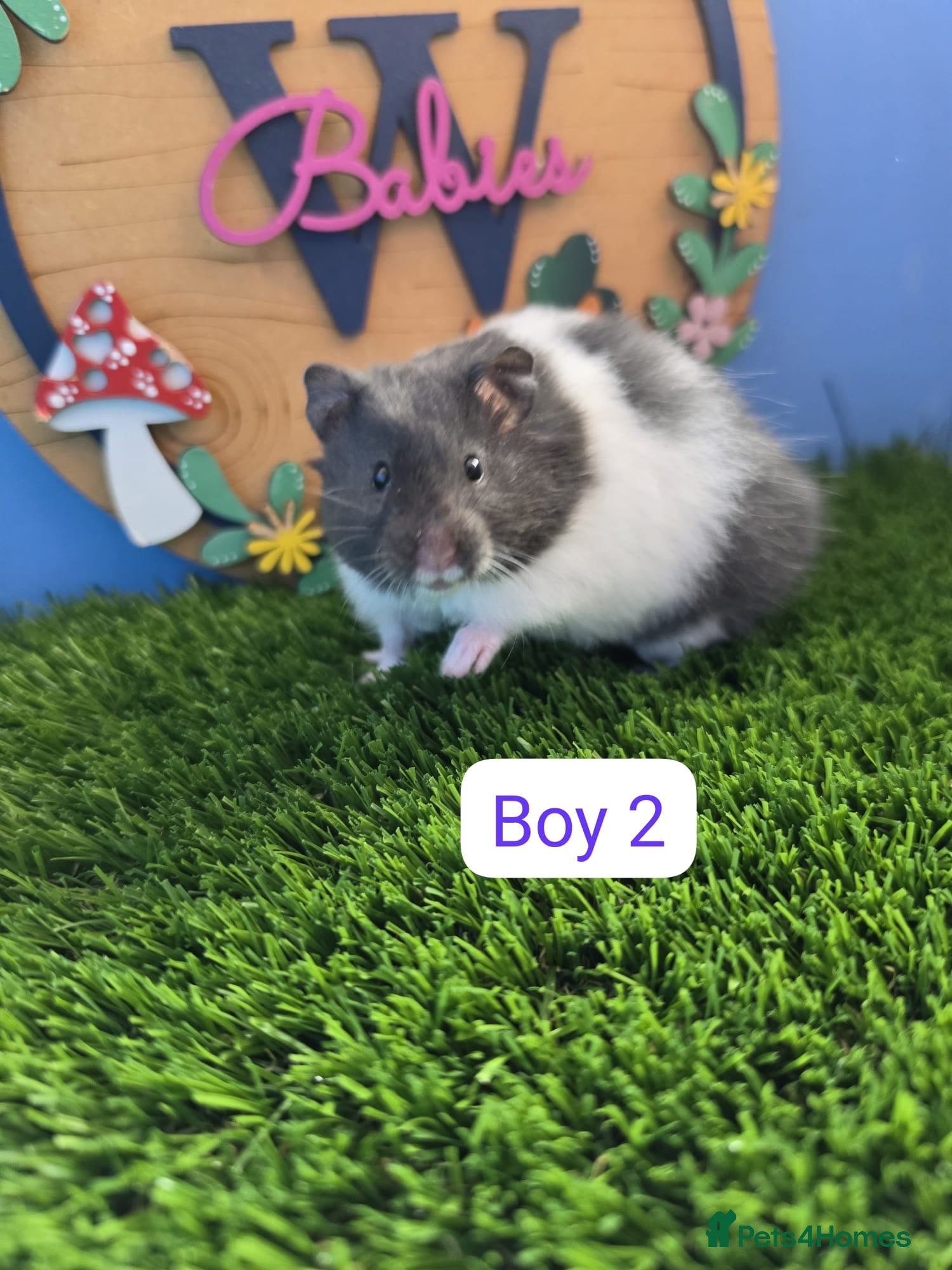 Hamster rodents Baby Syrian Hamsters Males Females Pedigree - Advert 1