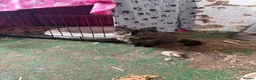 Mixed Breed cats for sale: 2 kittens looking for forever home - Advert 6