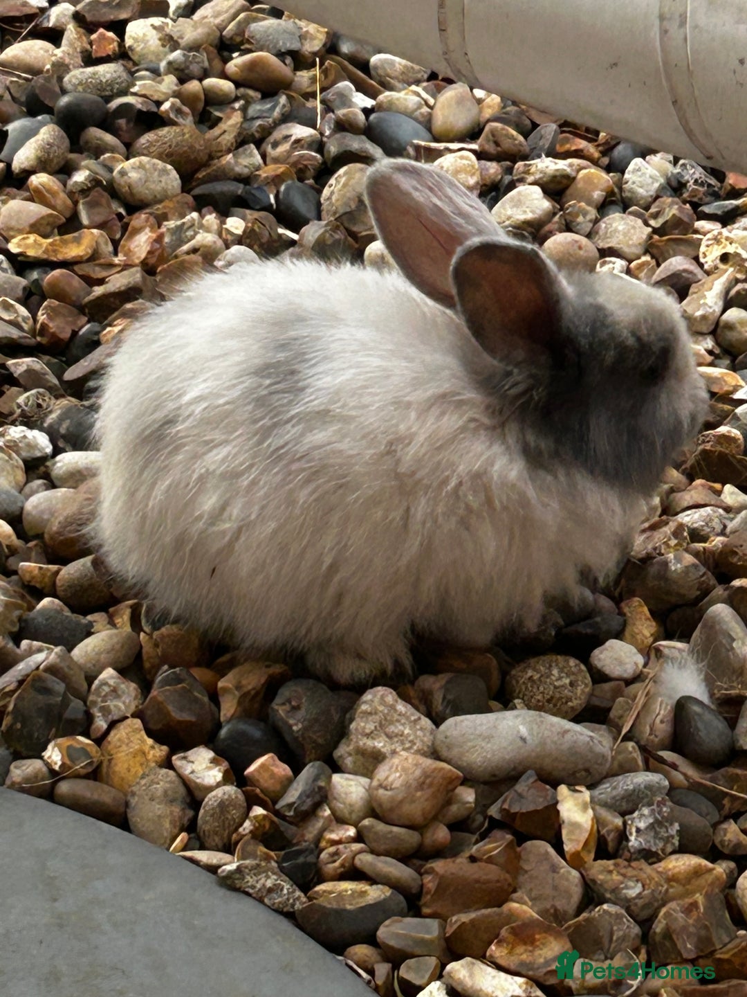 Mixed Breed rabbits for sale: Mixed bunnies - Image 8