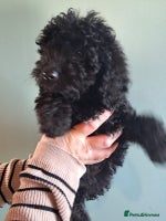 Cockapoo dogs Miniature dna tested boy cockapoos ready now! - Advert 13