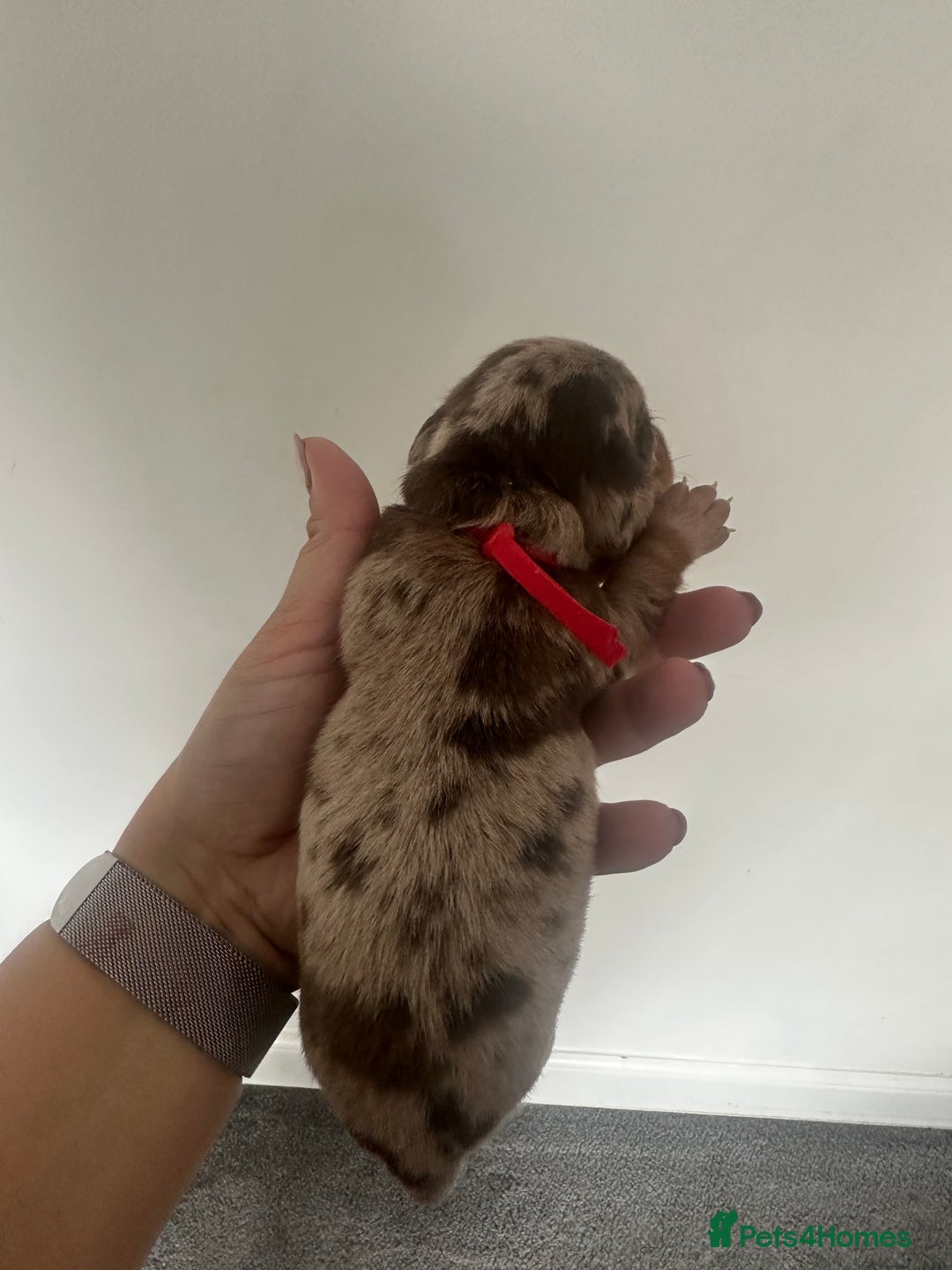 Miniature Dachshund dogs for sale: Smooth haired Miniature Dachshund - Image 12