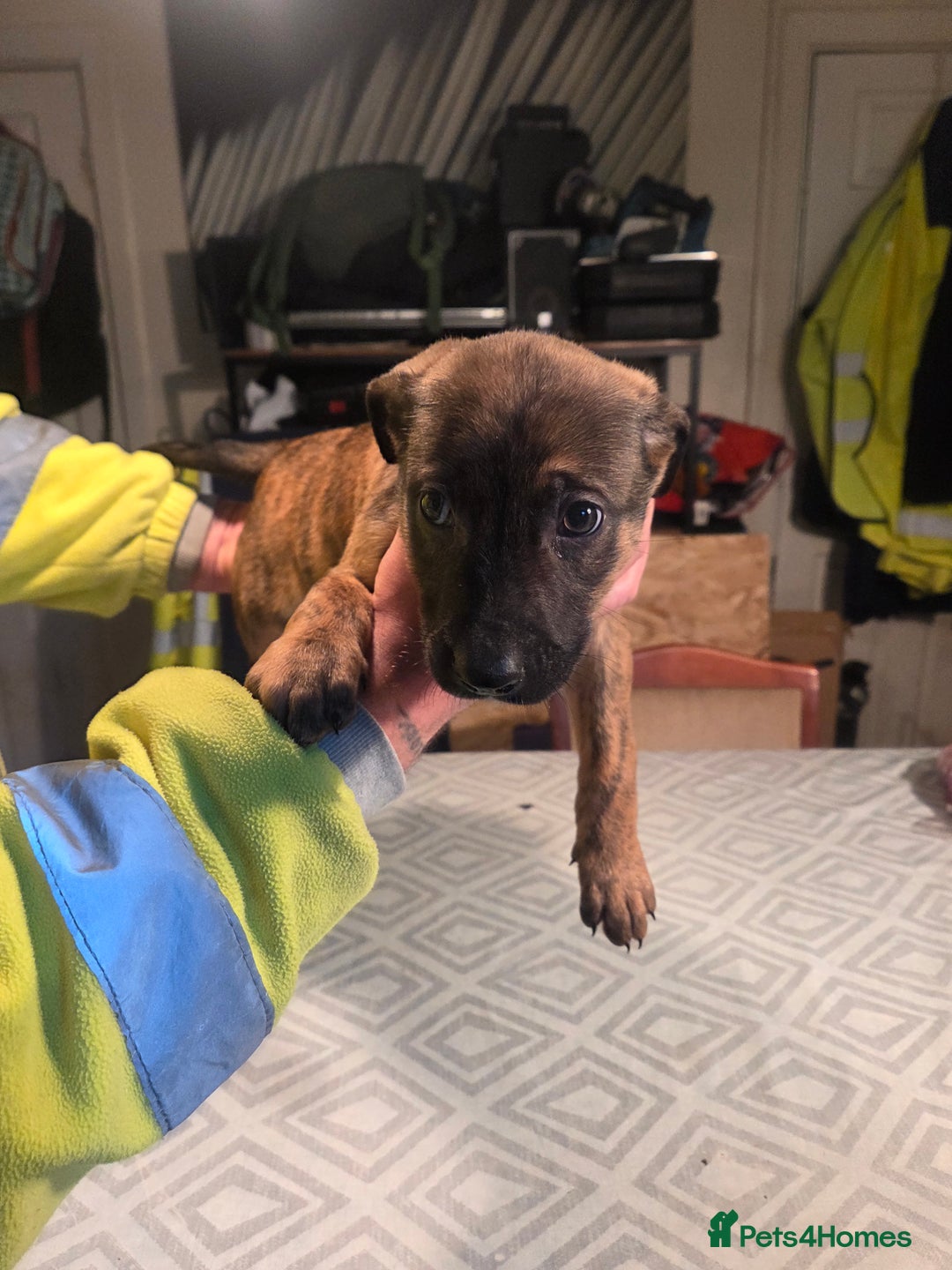 Mixed Breed dogs for sale: Bullcros  - Advert 11