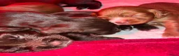 Cocker Spaniel dogs for sale: Kc registered working cocker spaniel puppies - Advert 3