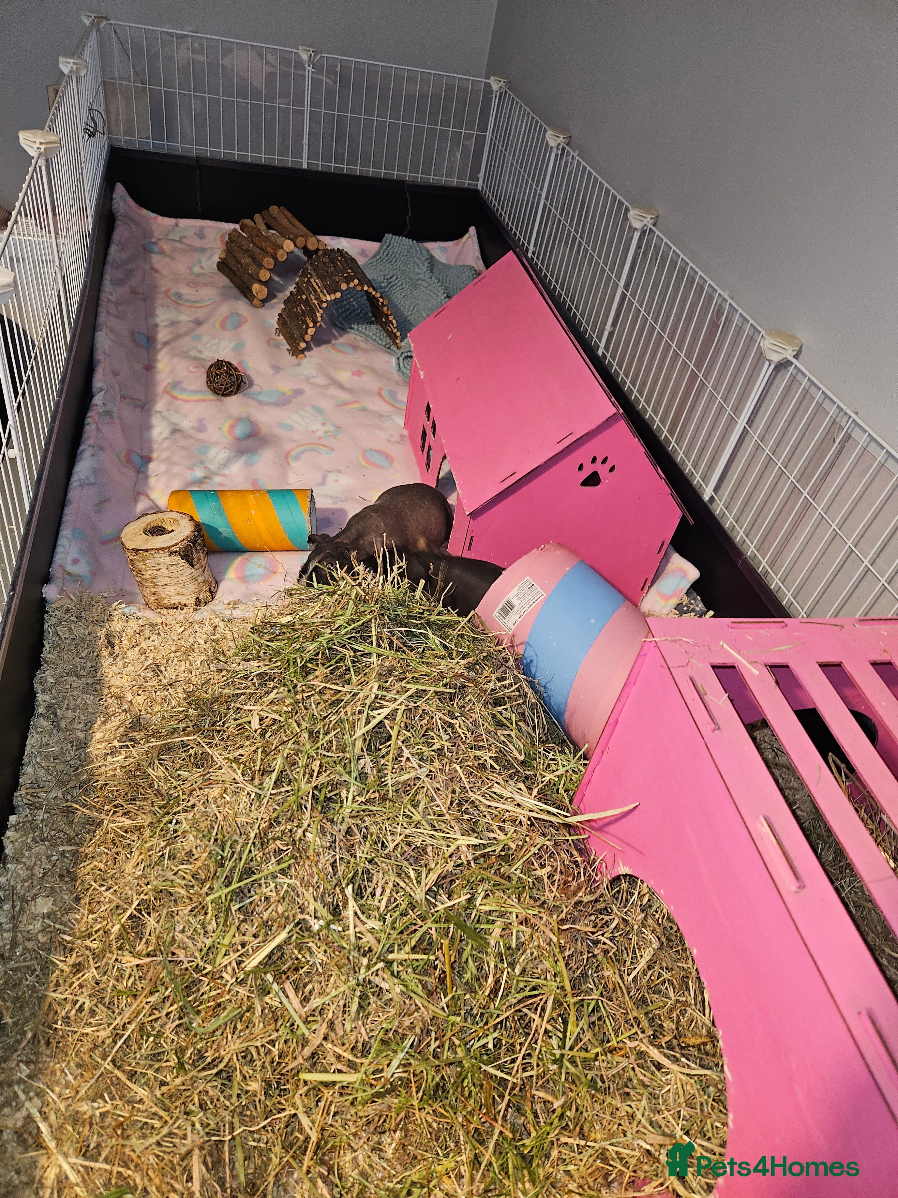 Guinea Pig rodents 2x skinny pigs plus full set up - Advert 1