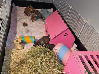 Guinea Pig rodents 2x skinny pigs plus full set up - Advert 1