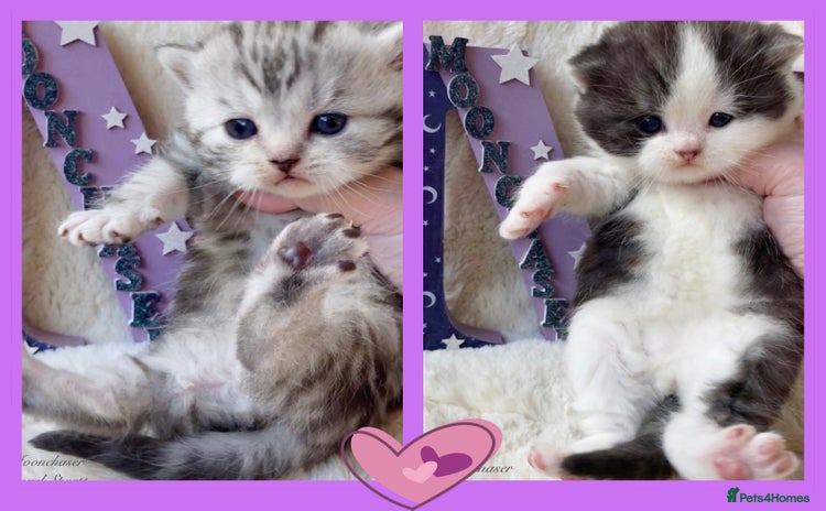 British Shorthair cats - Advert 3