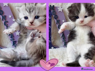 British Shorthair cats Gorgeous British Shorthair boys - TICA Reg - Advert 12