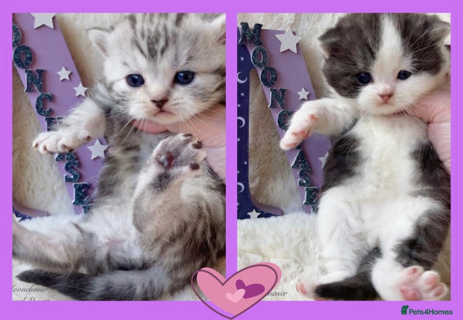 British Shorthair cats - Advert 6