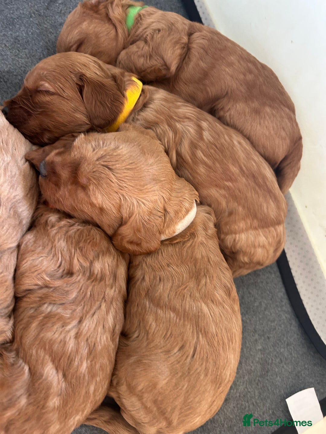 Labradoodle dogs for sale: 🐾F1b Healthy Labradoodle Puppies – Ready 18 Dec🐾 - Advert 11