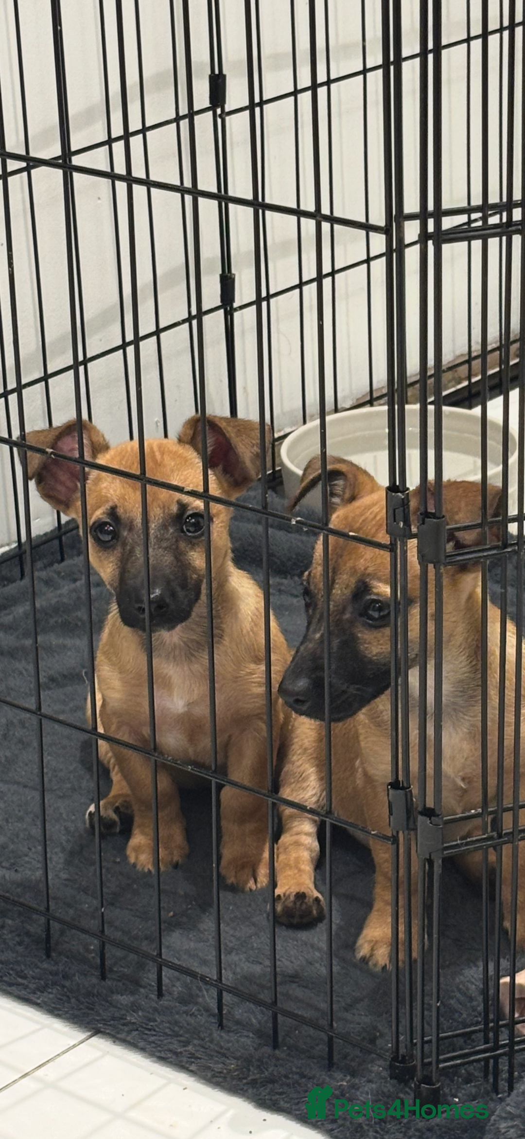 Jack Russell dogs for sale: Adorable Jack Russell puppies  - Advert 3