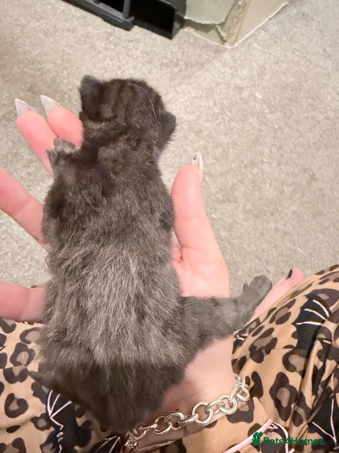 Mixed Breed cats for sale: Mixed Breed Litter  - Advert 11