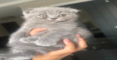 British Shorthair cats in Heckmondwike - Advert 13