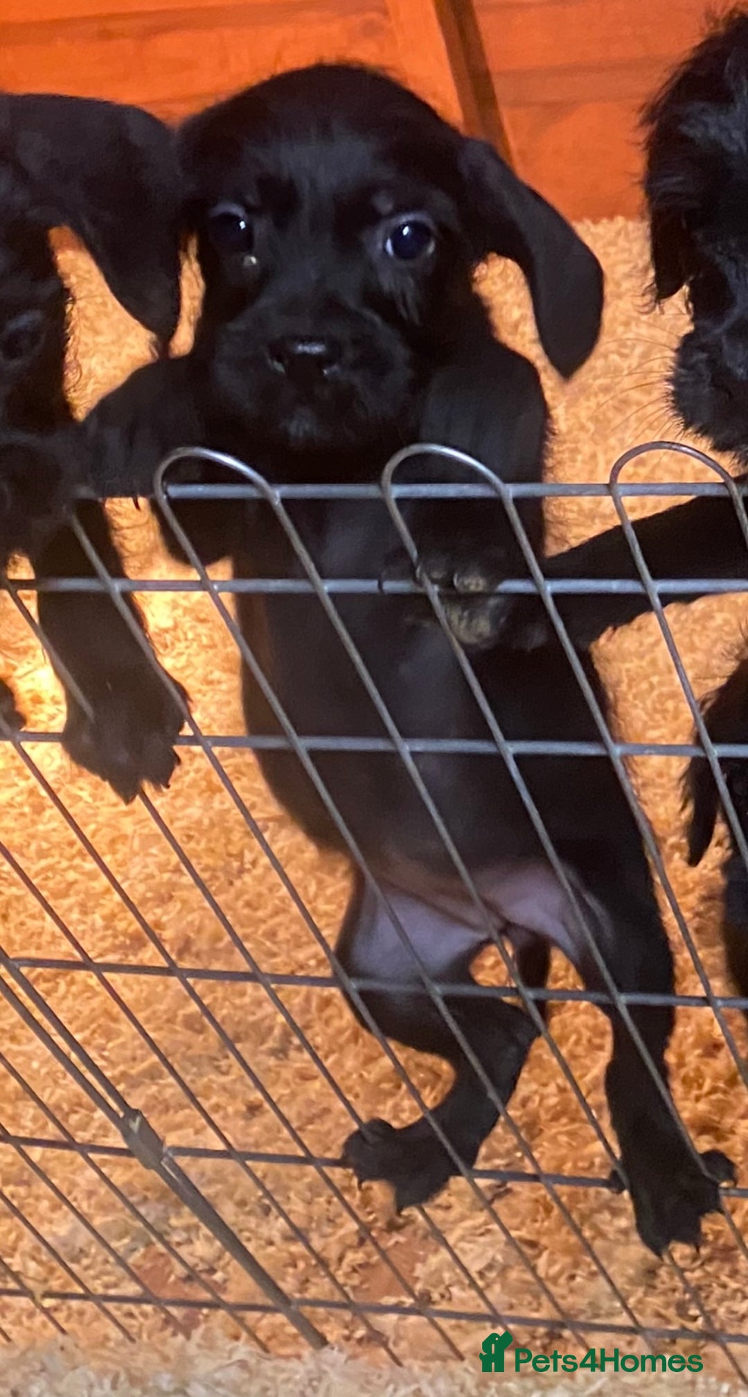 Mixed Breed dogs for sale: Beautiful French Bulldog x MiniaturePoodle Puppies - Advert 6