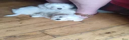 Maltese dogs for sale: 2 female Maltese puppies - Advert 7