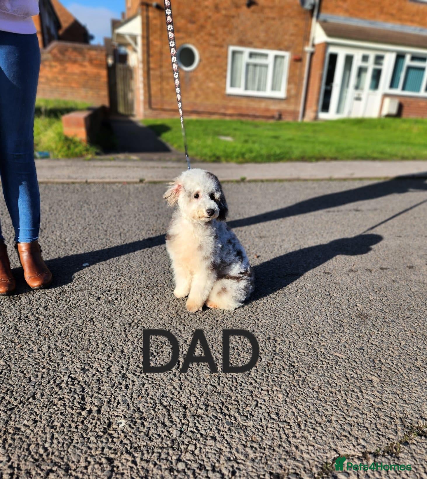 Toy Poodle dogs Toy poodle puppys - Advert 2