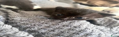 Male Black 