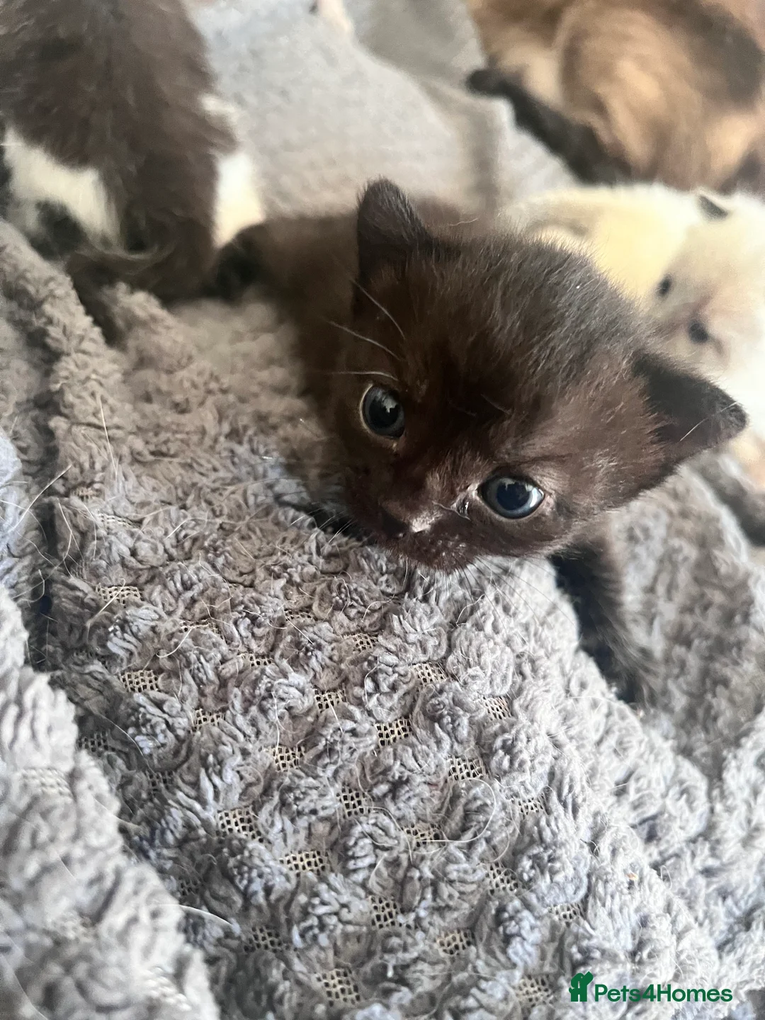 Mixed Breed cats for sale: Beautiful Siamese, Black, and Black/White Kittens  - Advert 2