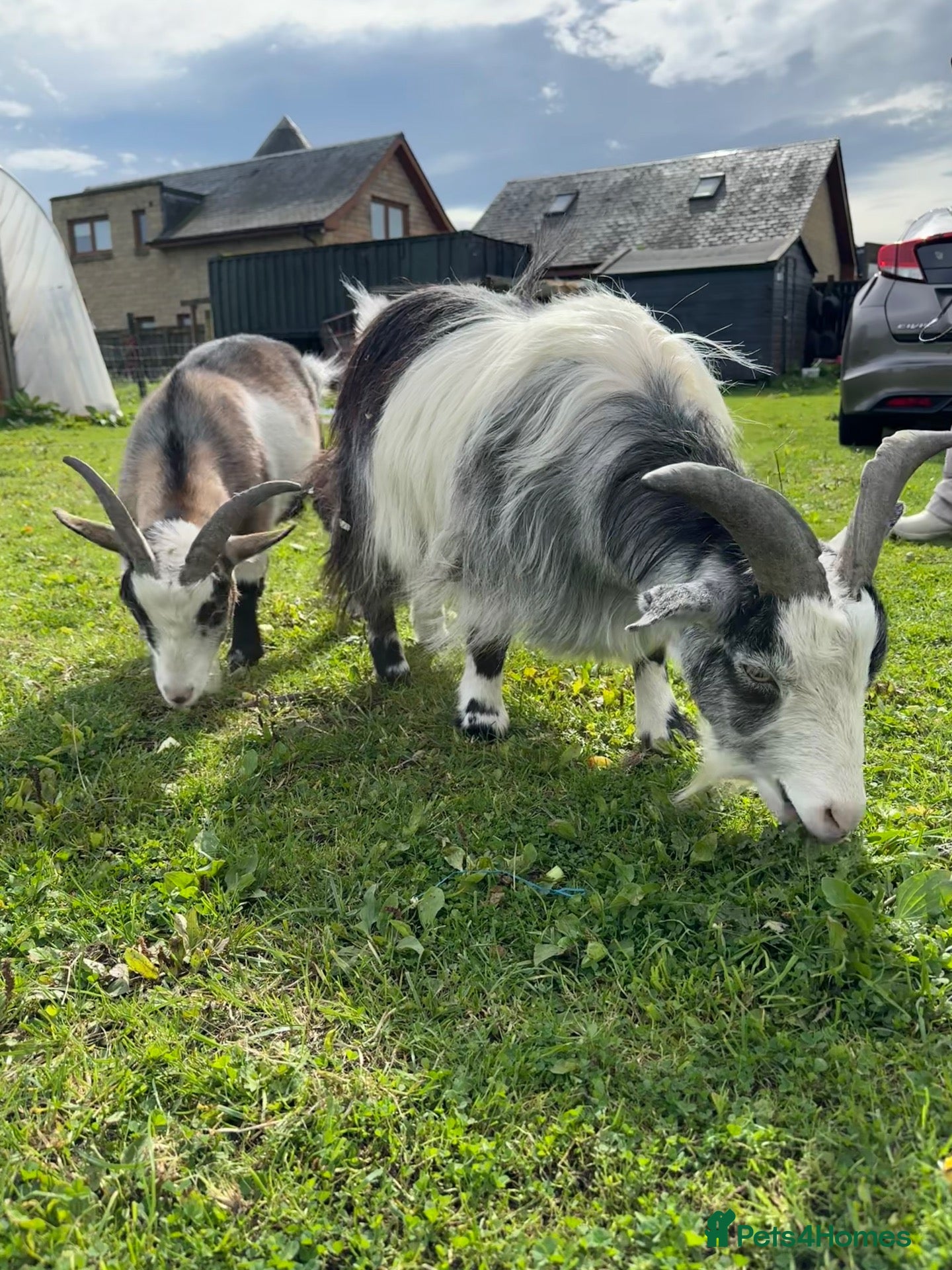 Goats livestock Two Pygmy goats seeking a new home - Advert 2