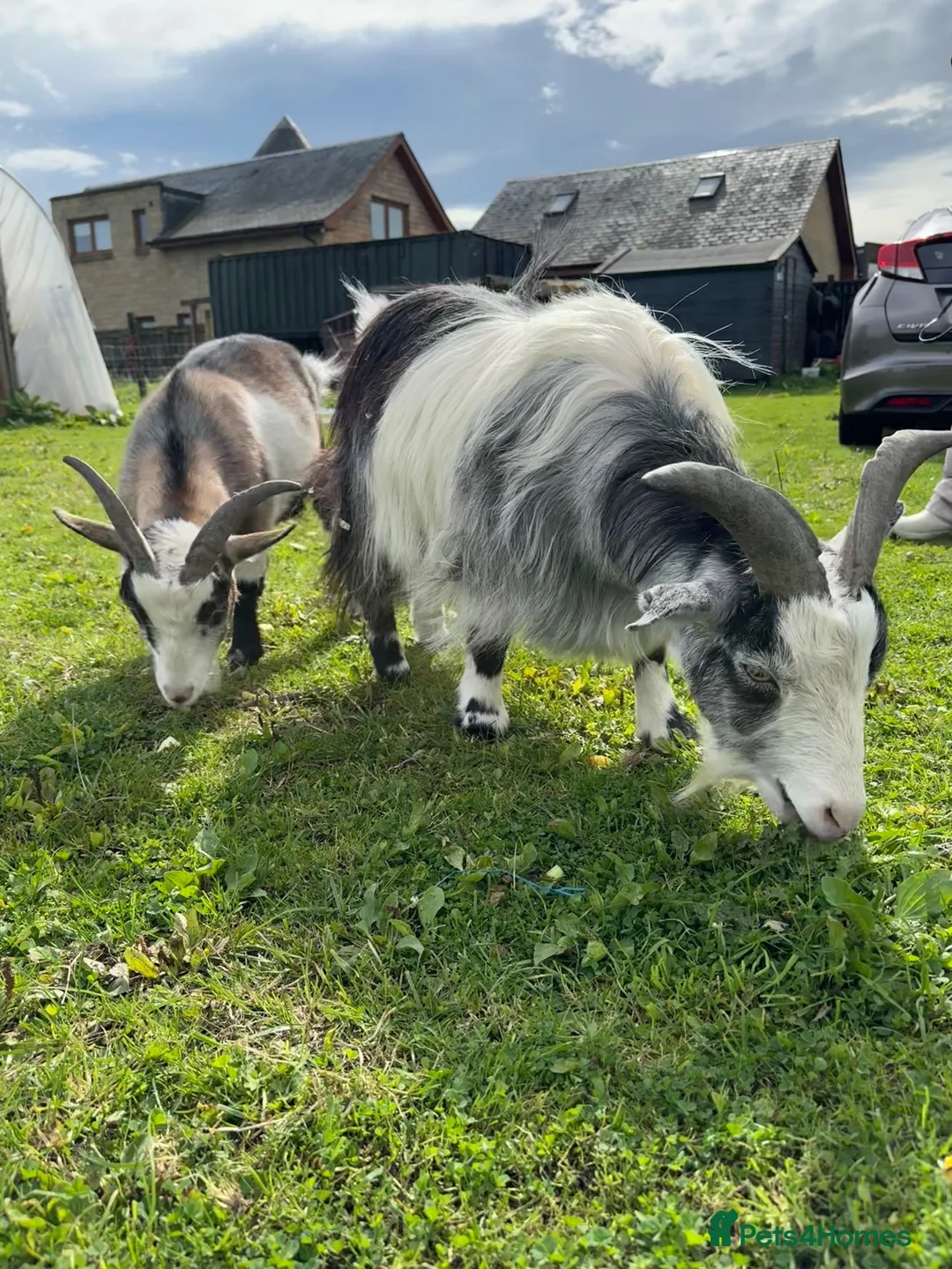 Goats livestock for sale: Two Pygmy goats seeking a new home in Denny - Advert 1